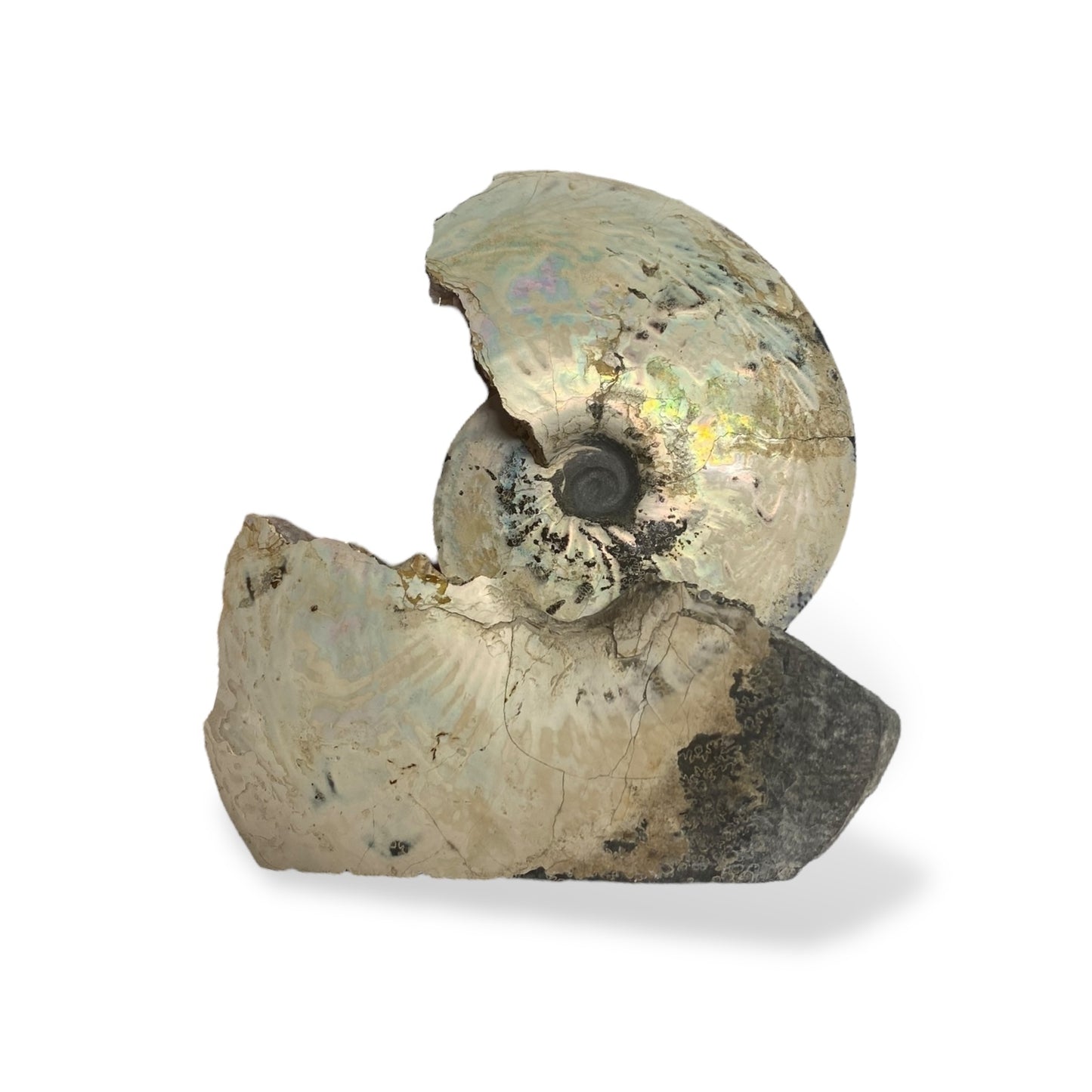 Ammonite Fossil Meeki