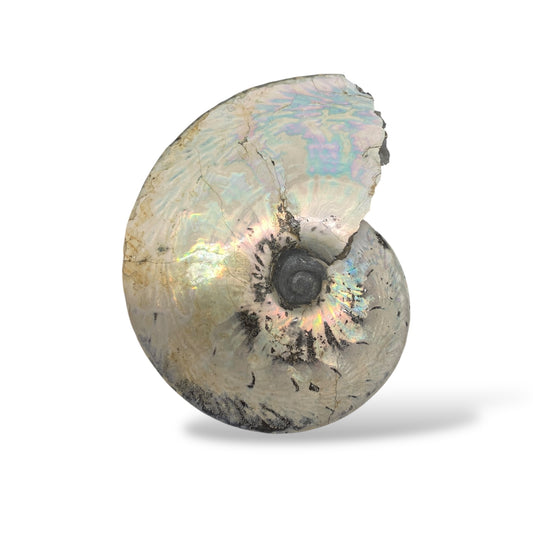 Ammonite Fossil Meeki