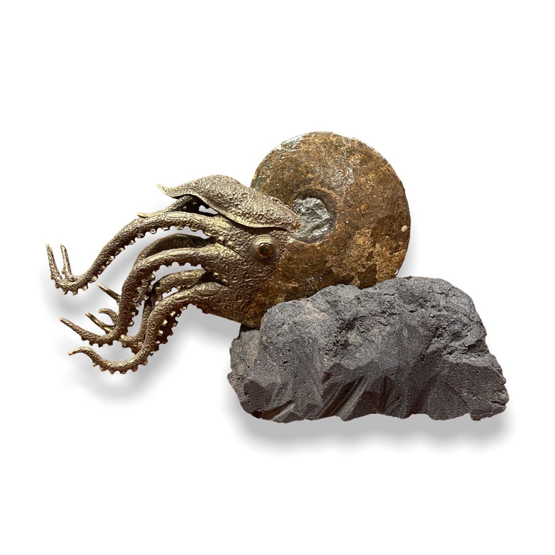 Ammonite Fossil Squid
