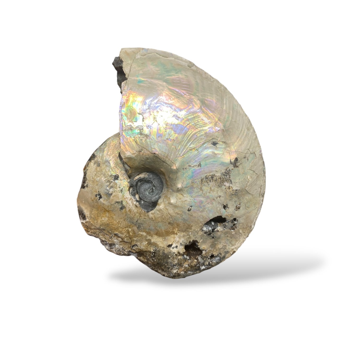 Ammonite Fossil Intercalare