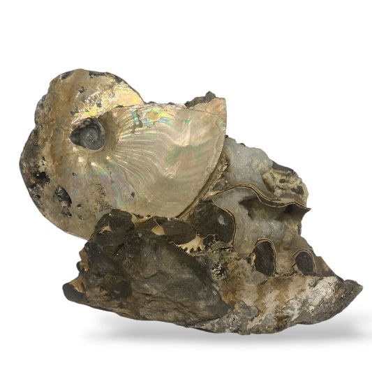 Ammonite Fossil Intercalare