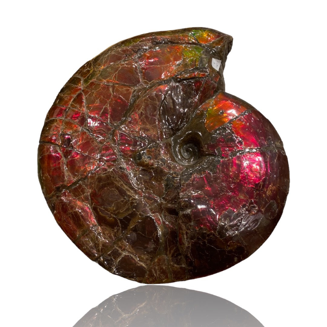 Large Ammolite Fossil