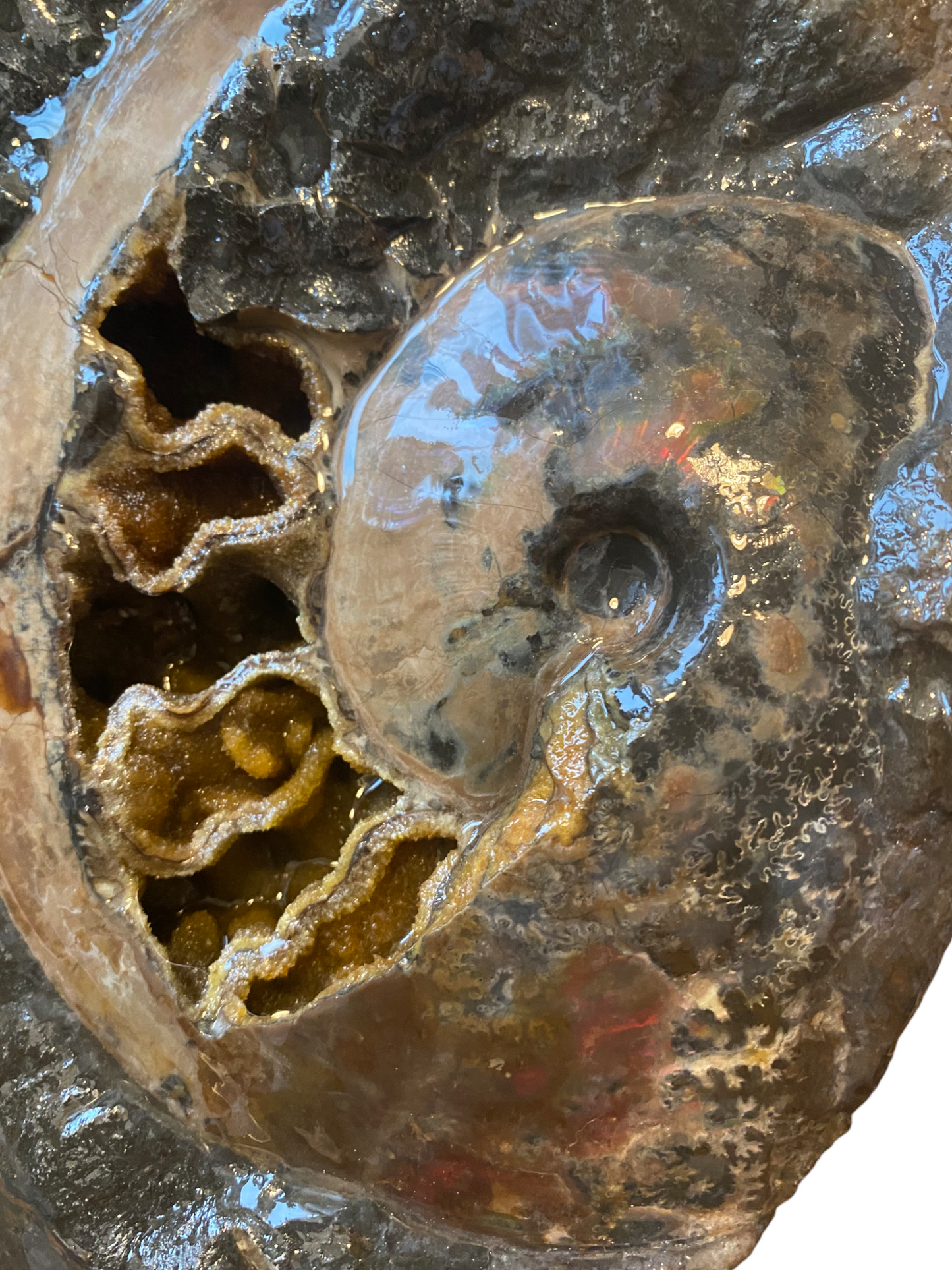 Ammonite Fossil