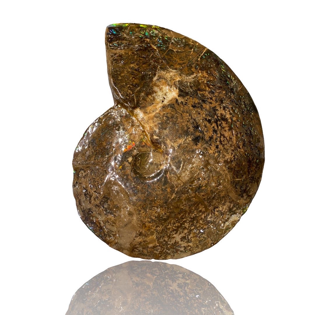 Ammolite Suture Fossil