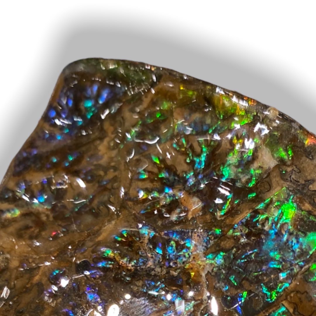 Ammolite Suture Fossil