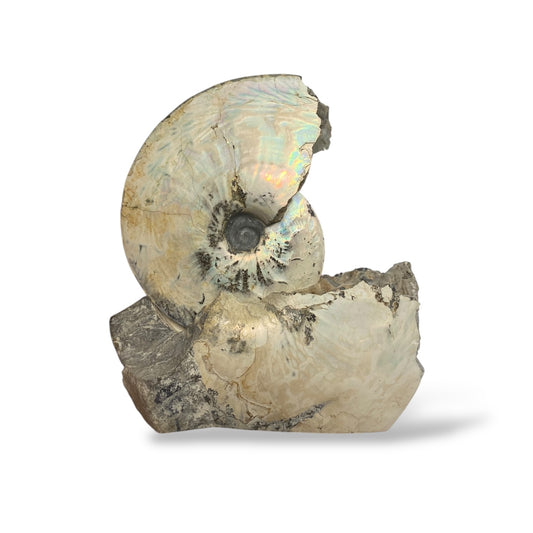Ammonite Fossil Meeki