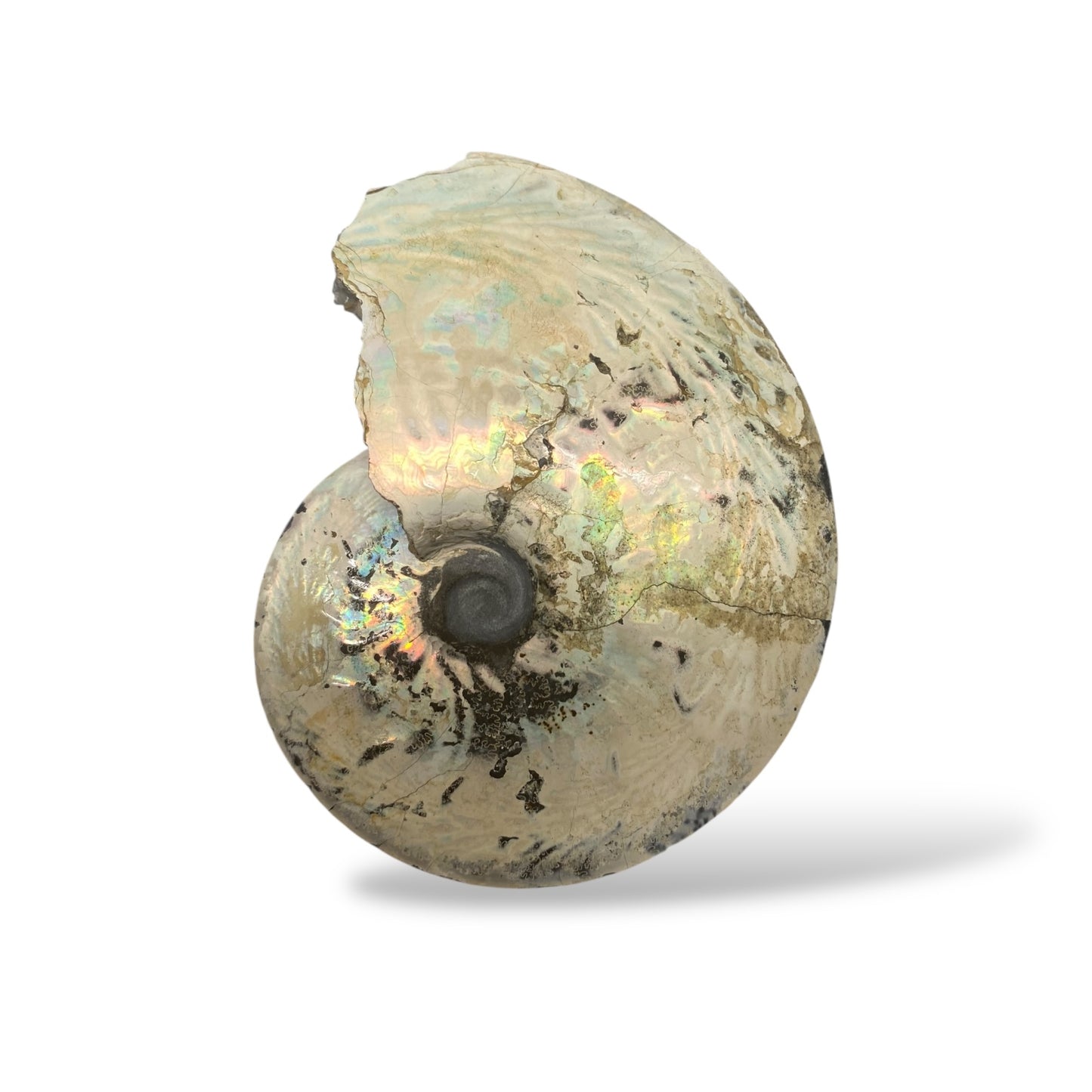 Ammonite Fossil Meeki