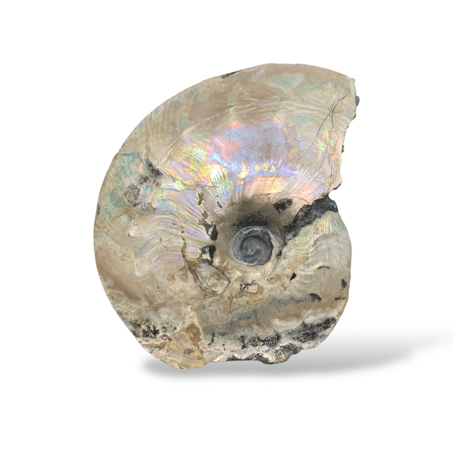 Ammonite Fossil Intercalare