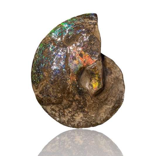 Ammolite Suture Fossil