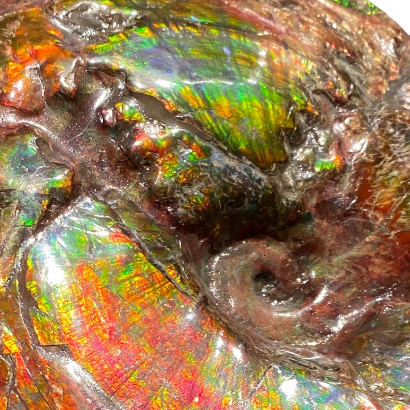 Ammolite Fossil