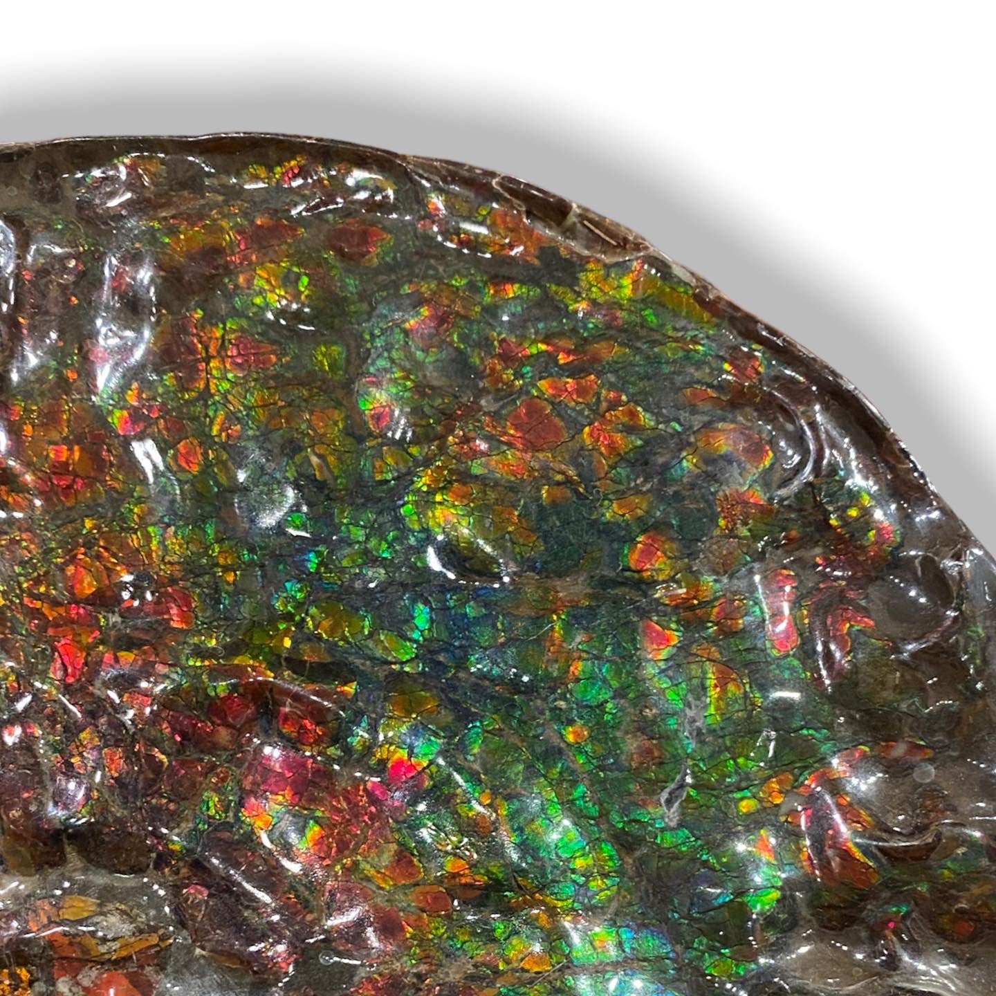 Ammolite Fossil