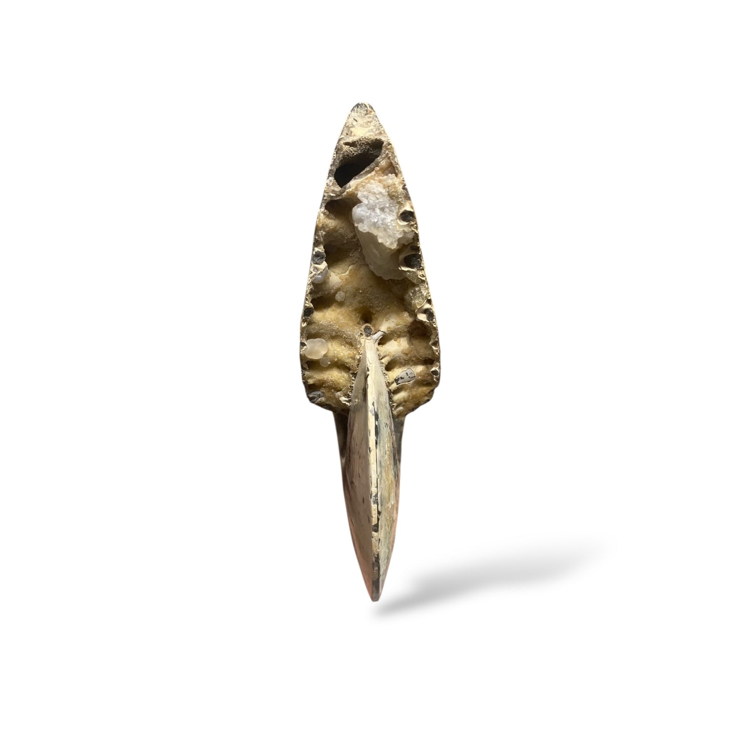 Ammonite Fossil Meeki