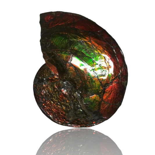 Ammolite Fossil - AAA Grade