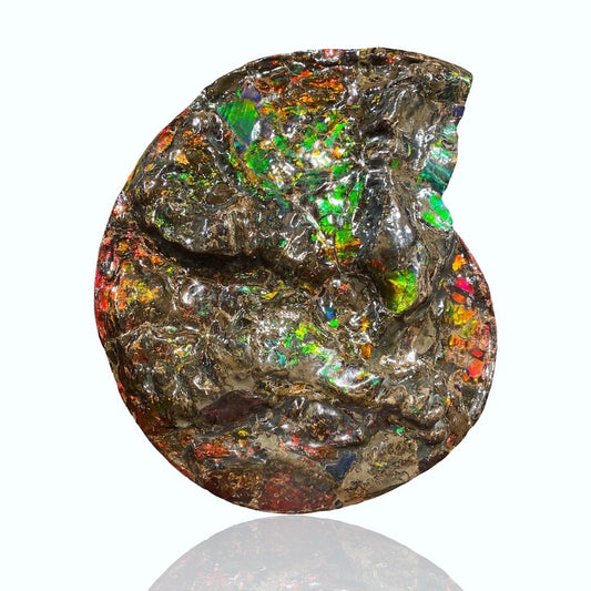 Ammolite Fossil