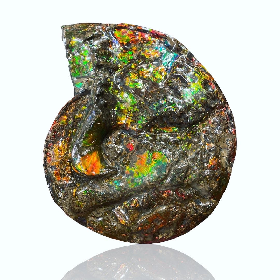 Ammolite Fossil