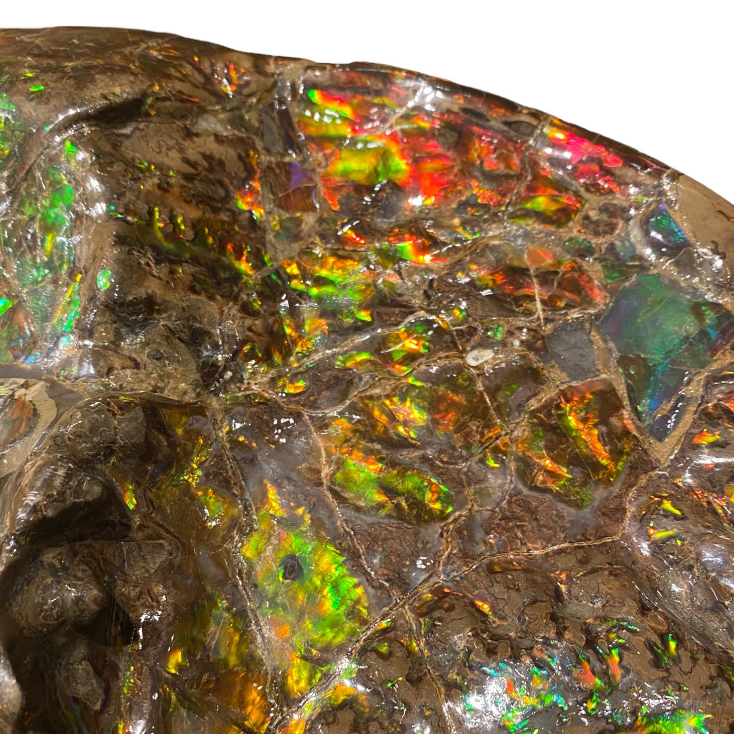 Ammolite Fossil