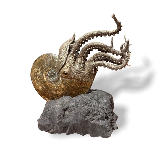 Ammonite Fossil Squid