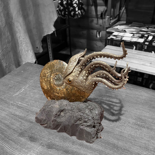 Ammonite Fossil Squid