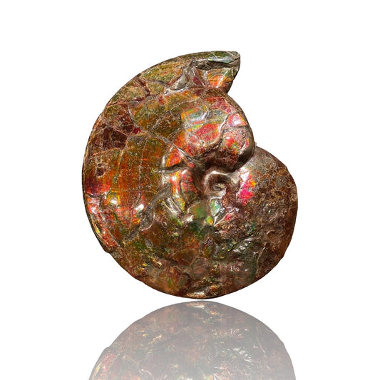 Ammolite Fossil