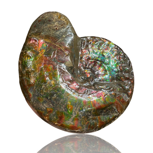 Ammolite Fossil