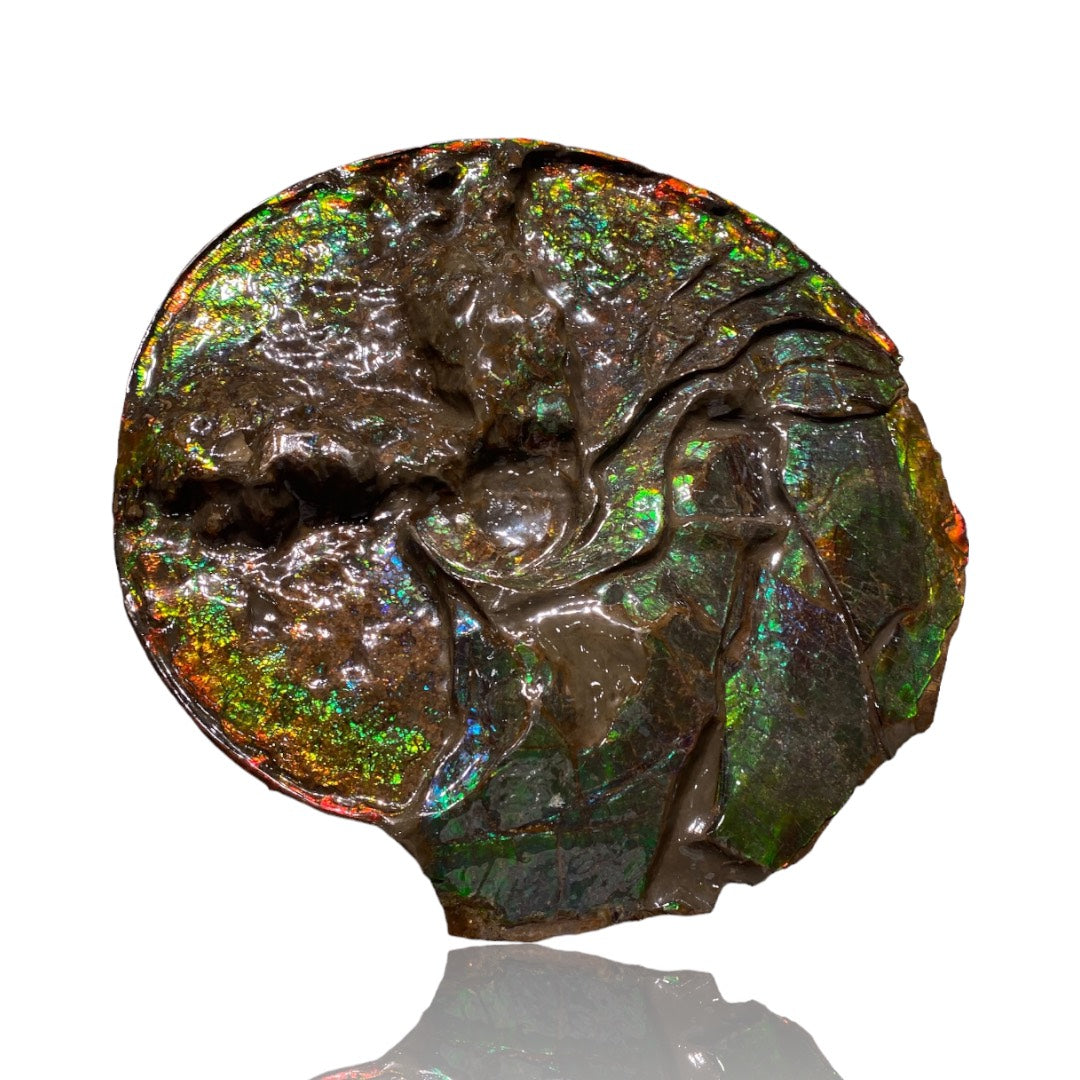 Ammolite Fossil