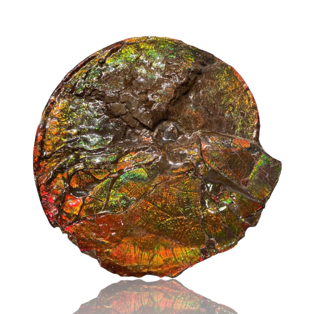 Ammolite Fossil