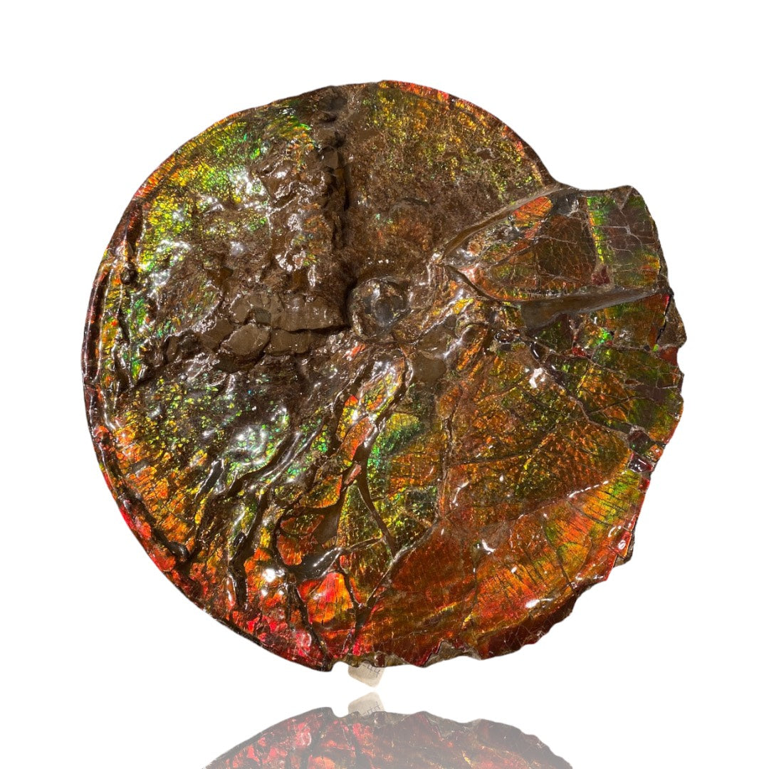 Ammolite Fossil