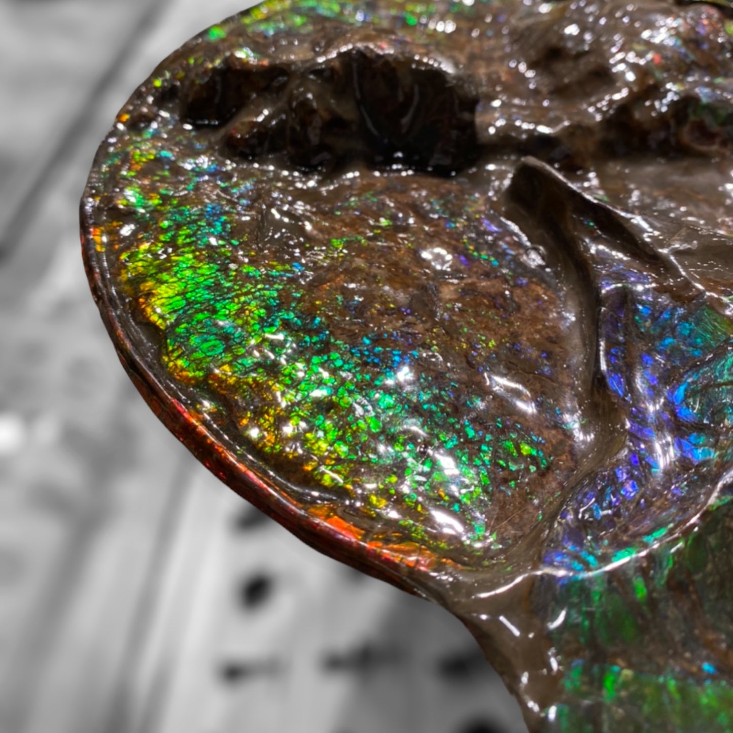 Ammolite Fossil