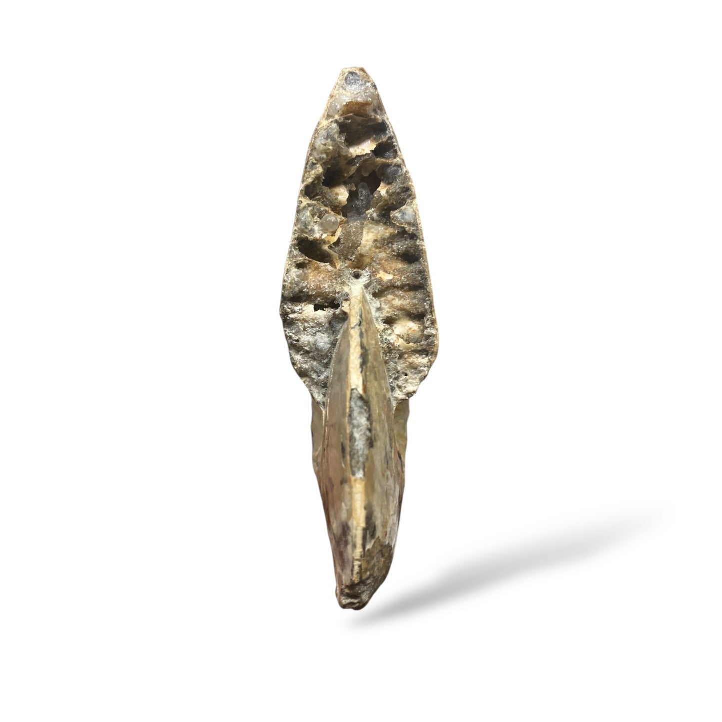 Ammonite Fossil Intercalare