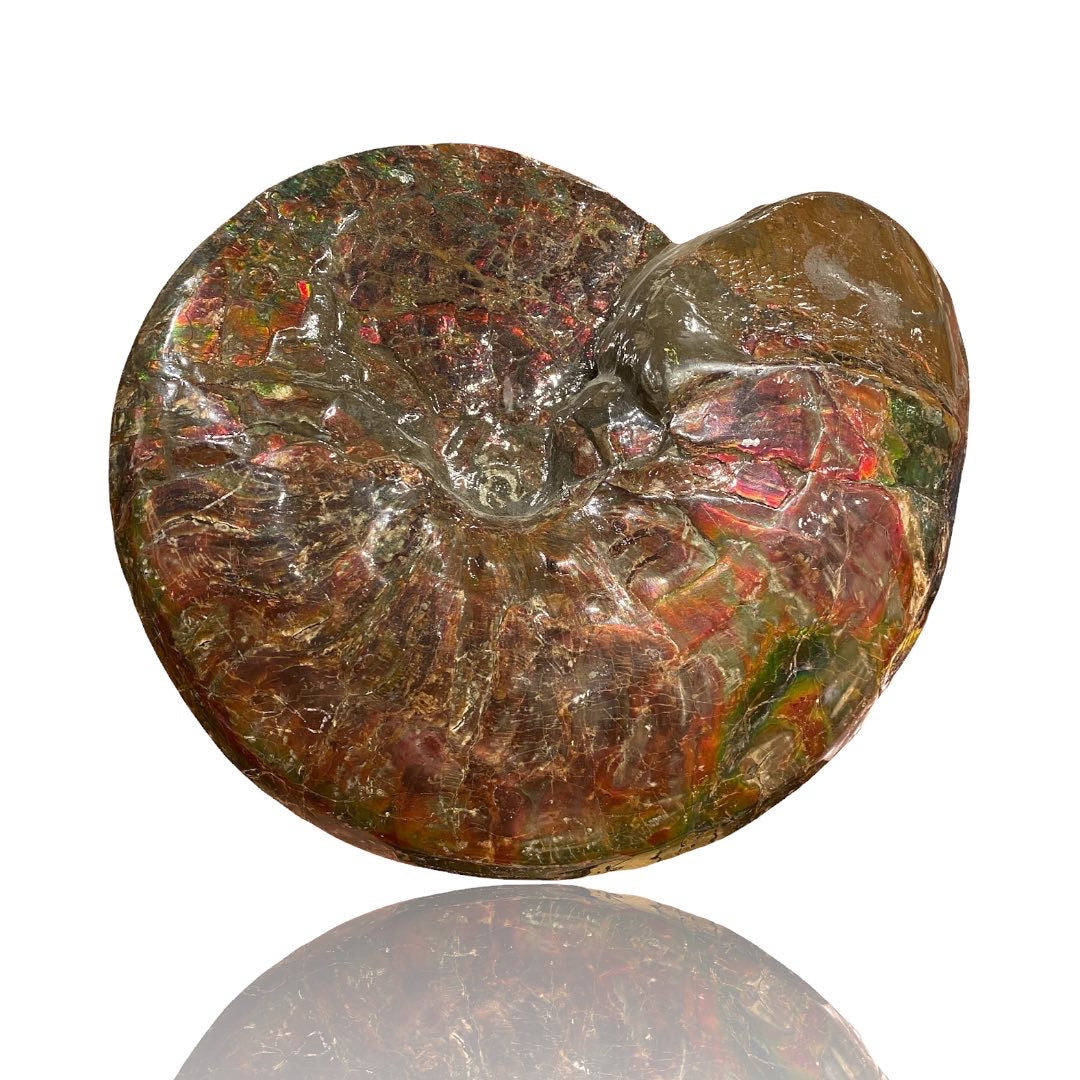 Ammolite Fossil