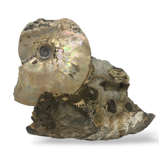 Ammonite Fossil Intercalare
