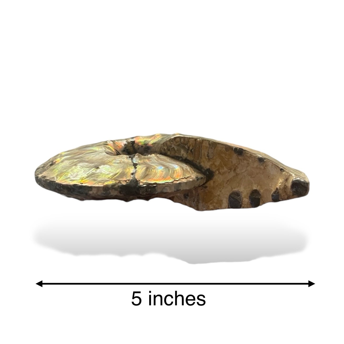 Intercalare Ammonite