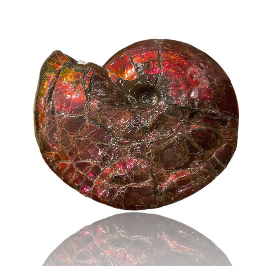 Large Ammolite Fossil