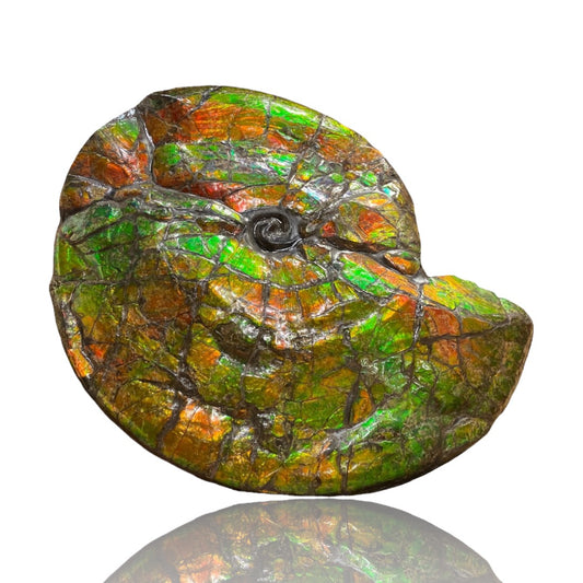 Ammolite Fossil