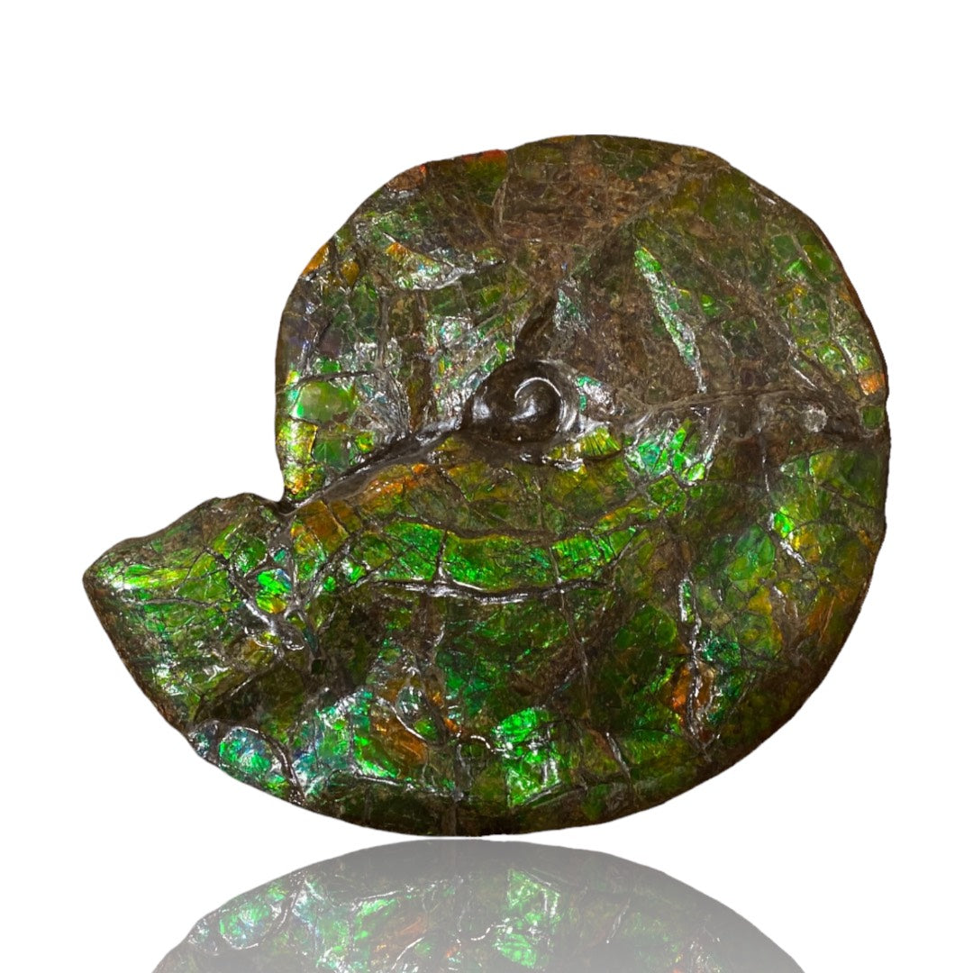 Ammolite Fossil