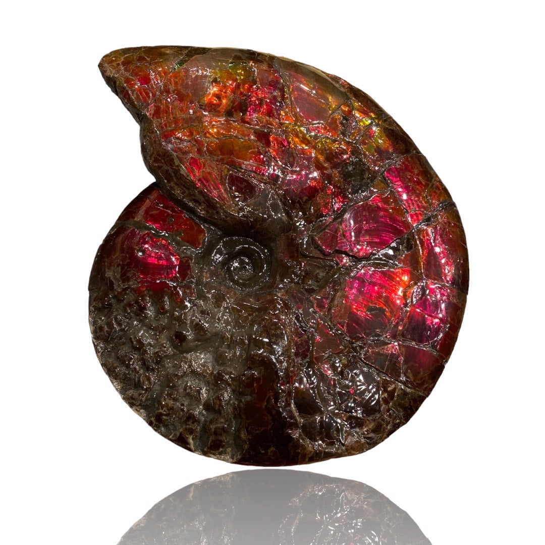 Large Ammolite Fossil