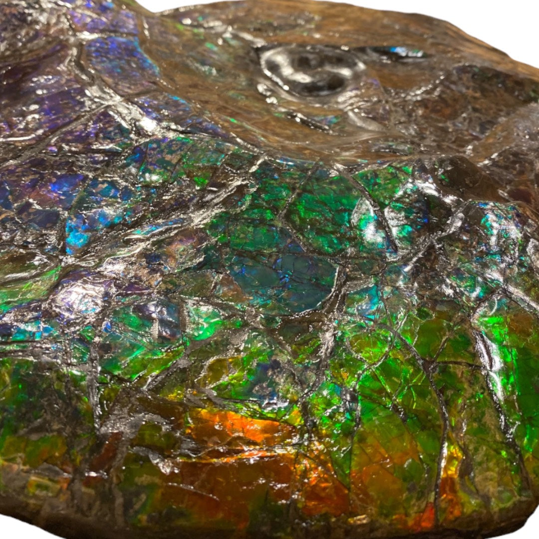 Ammolite Fossil