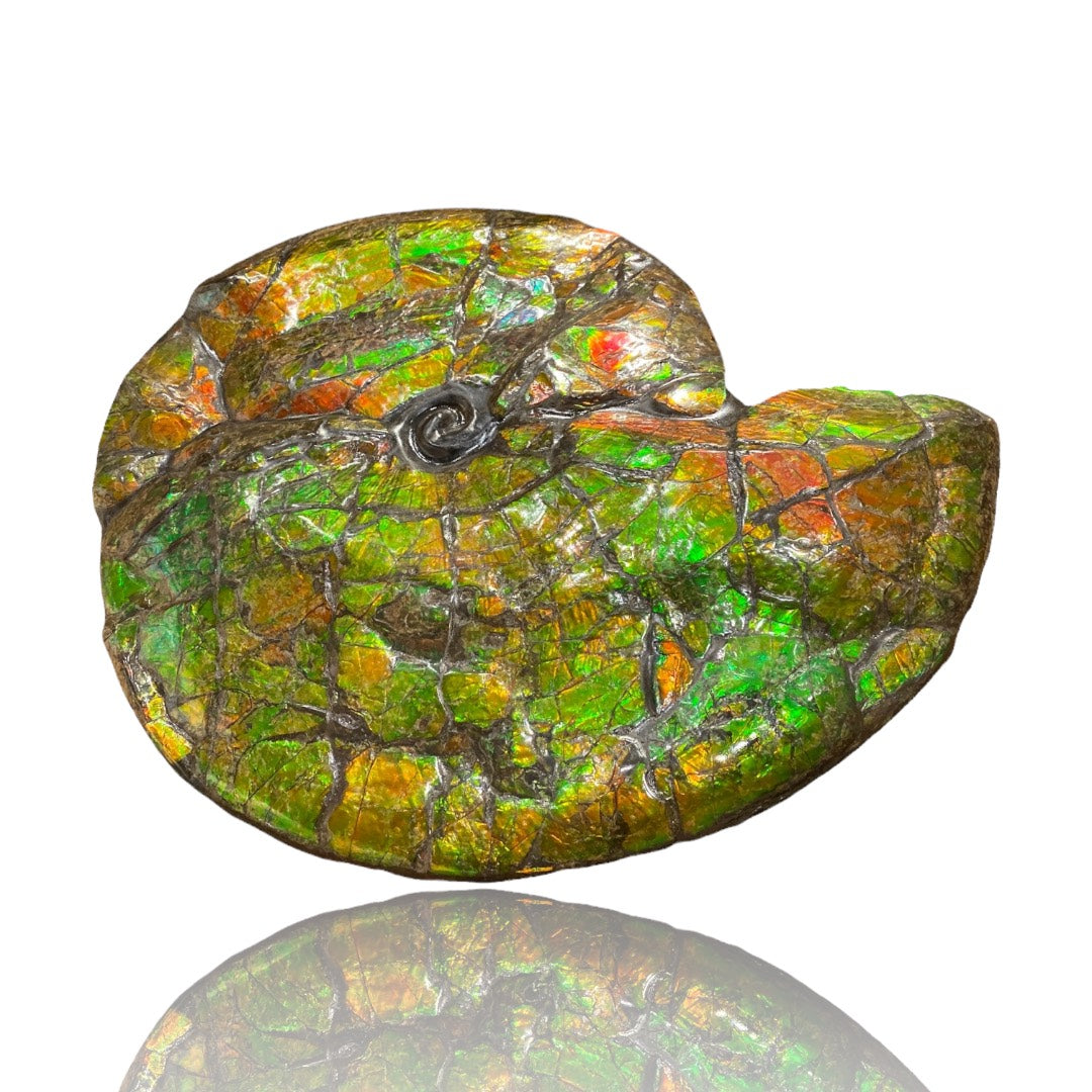 Ammolite Fossil