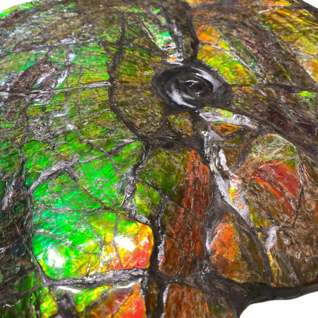 Ammolite Fossil