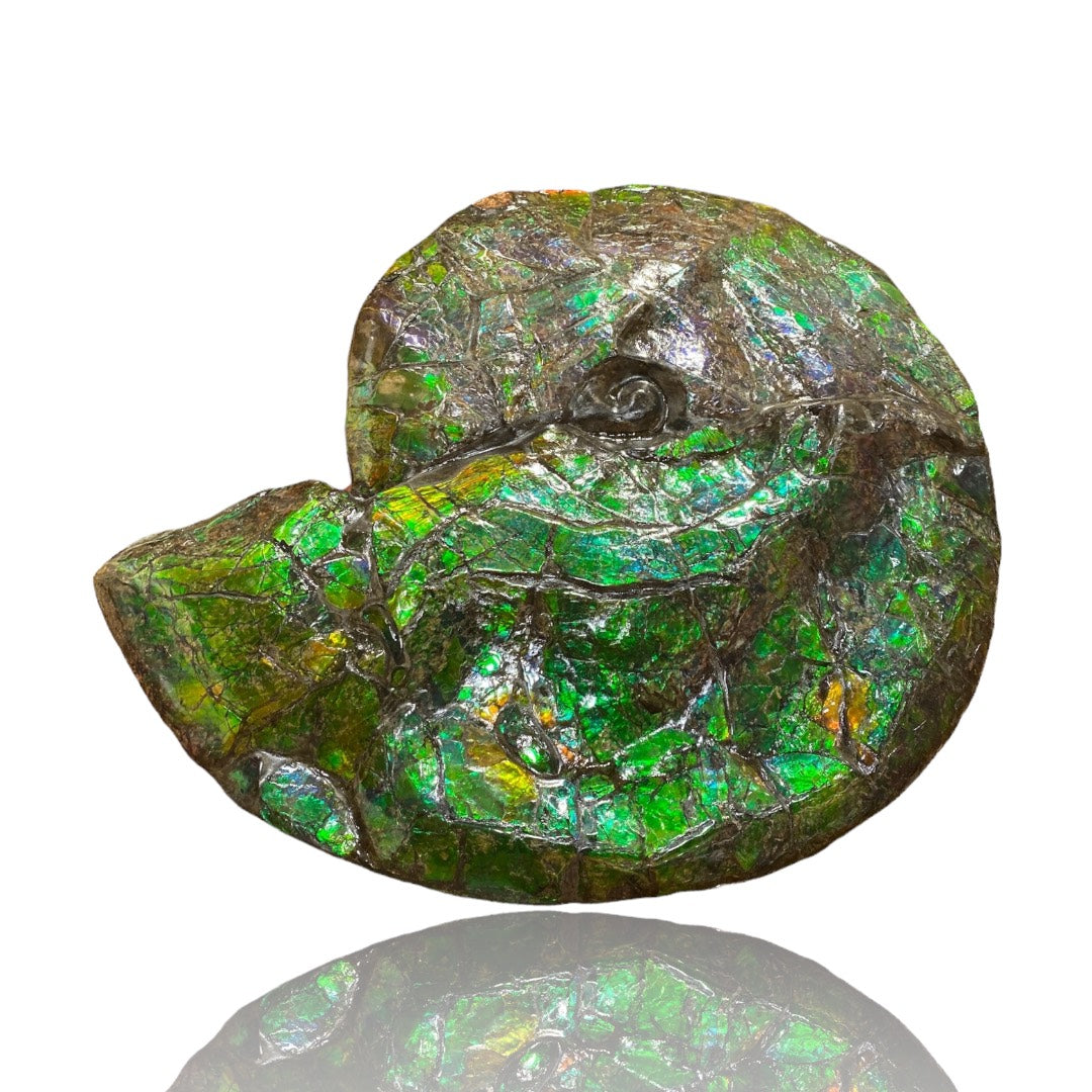 Ammolite Fossil