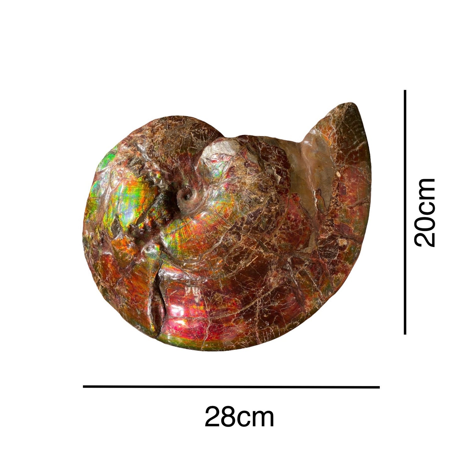 Ammolite Fossil