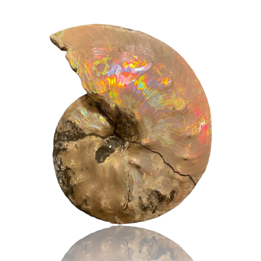 Intercalare Ammonite