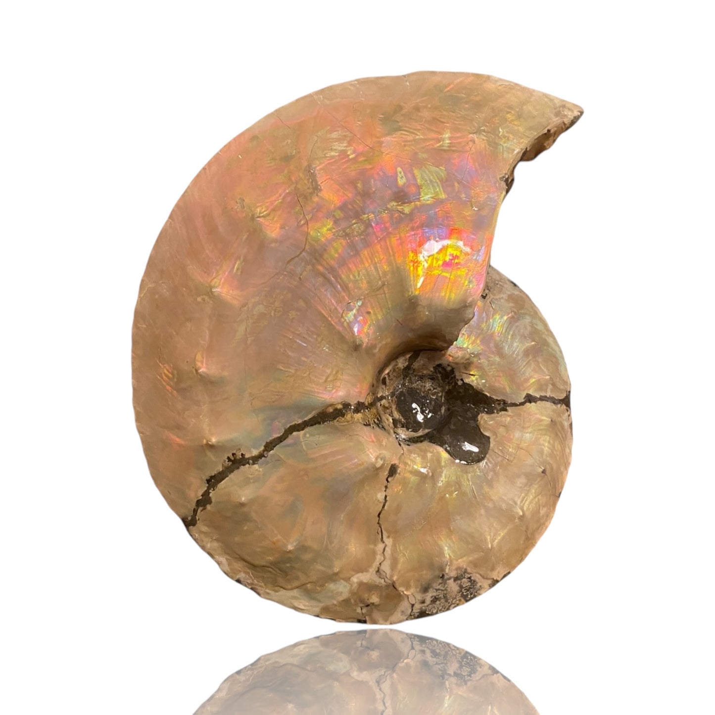 Intercalare Ammonite