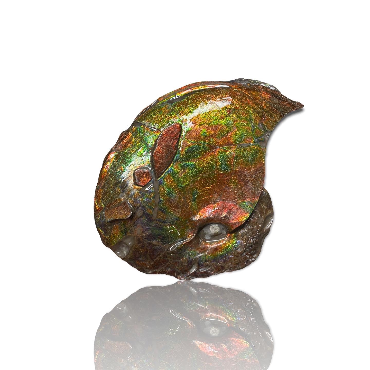 Ammolite Fossil