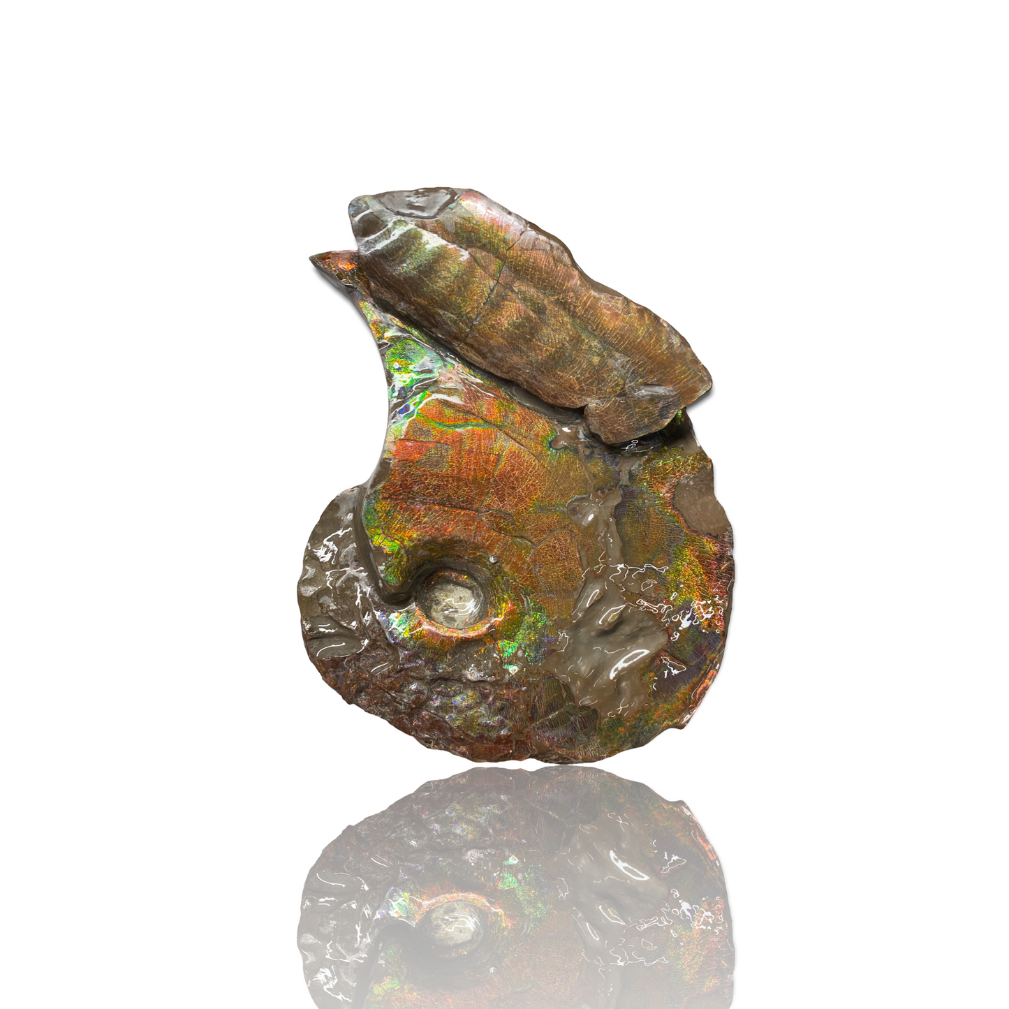 Ammolite Fossil