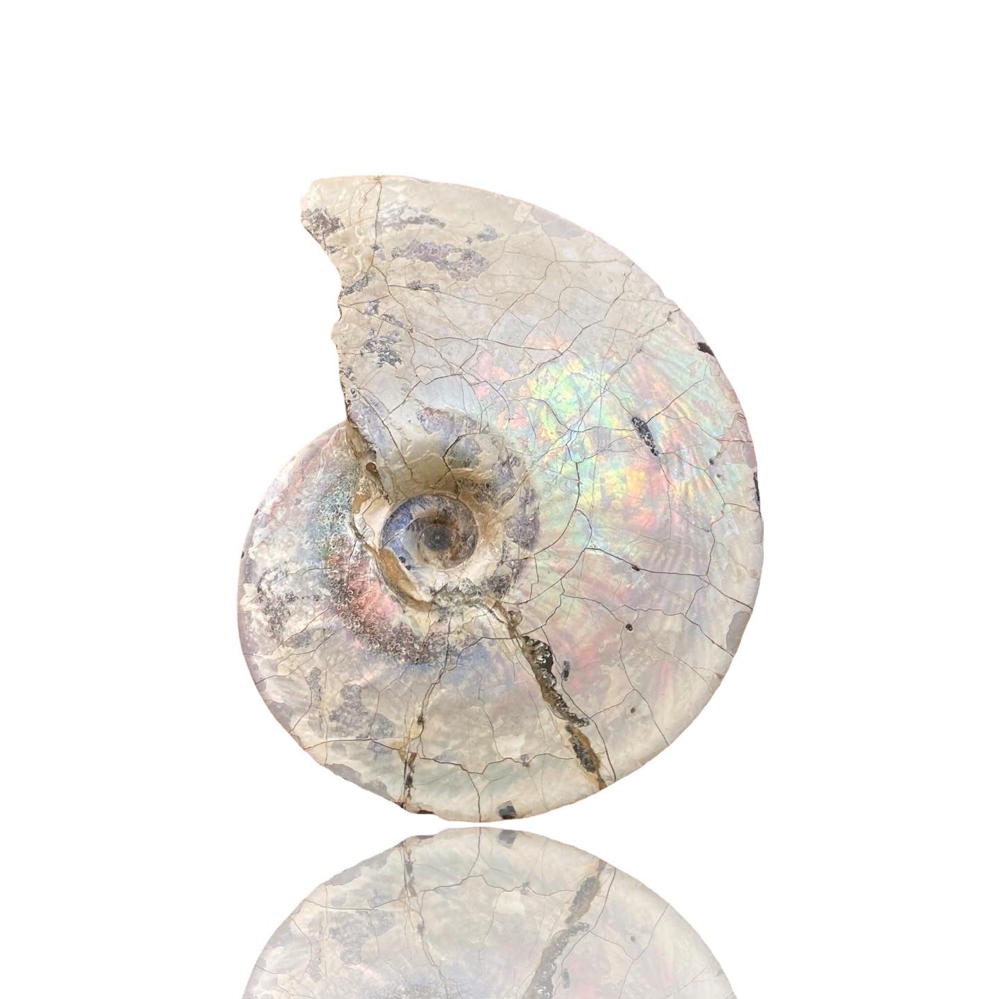 Ammonite Fossil