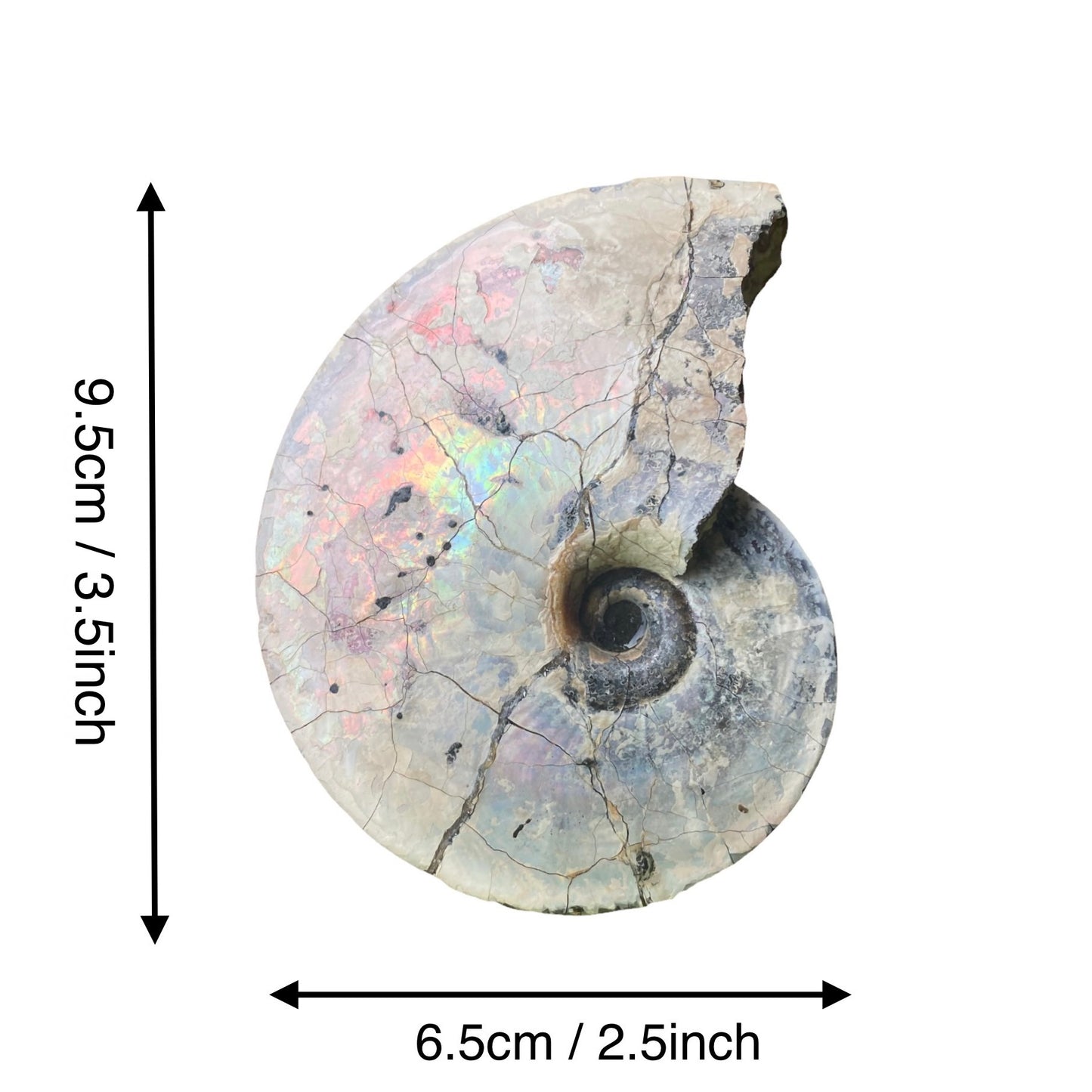 Ammonite Fossil