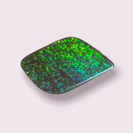 Ammolite Pendant