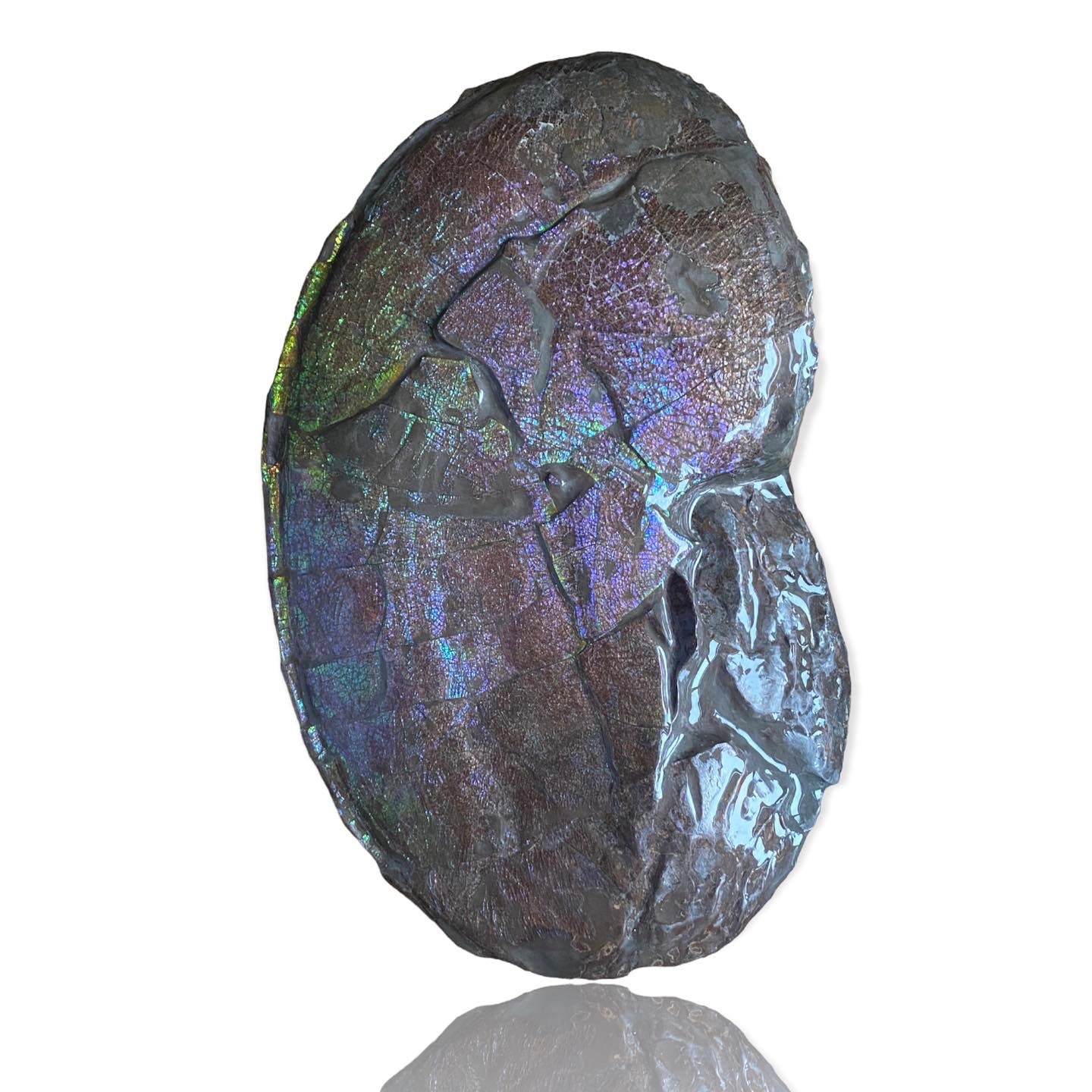 Ammolite Fossil