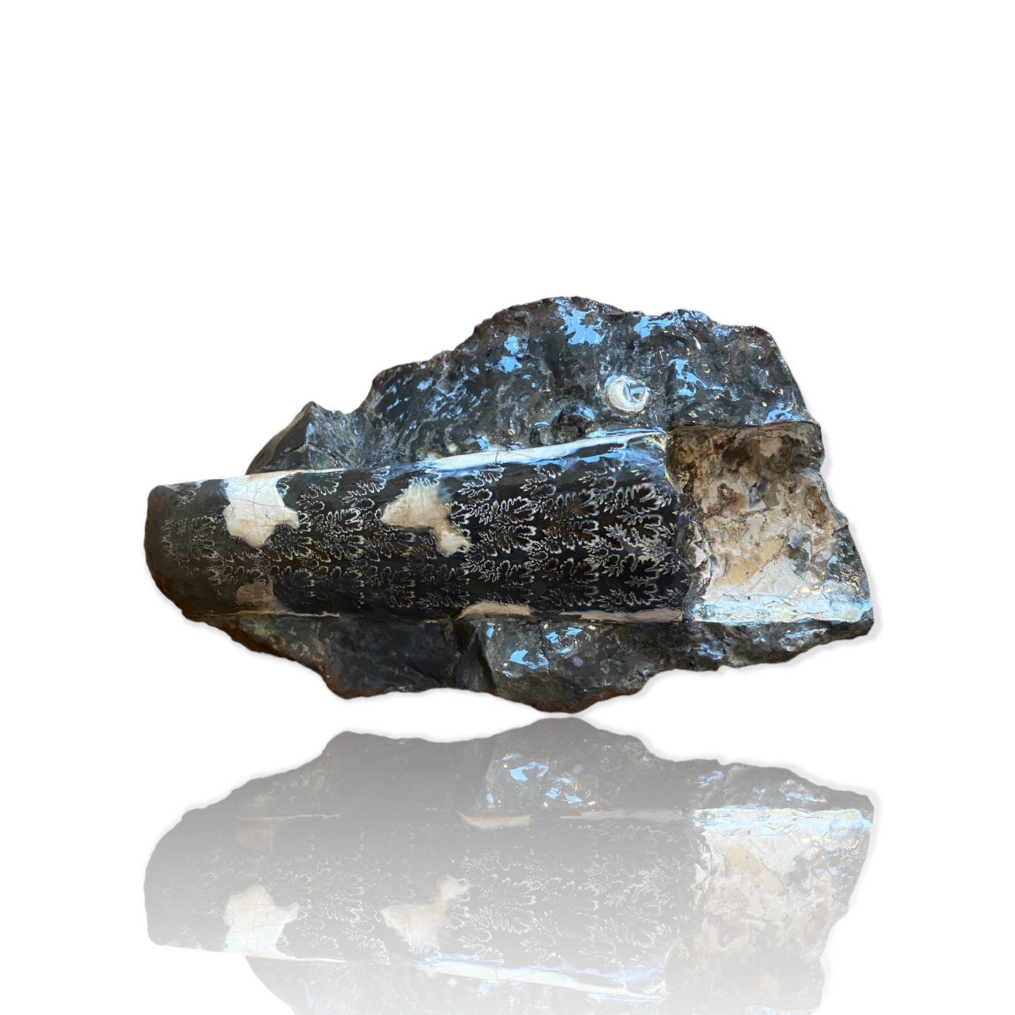 Baculite